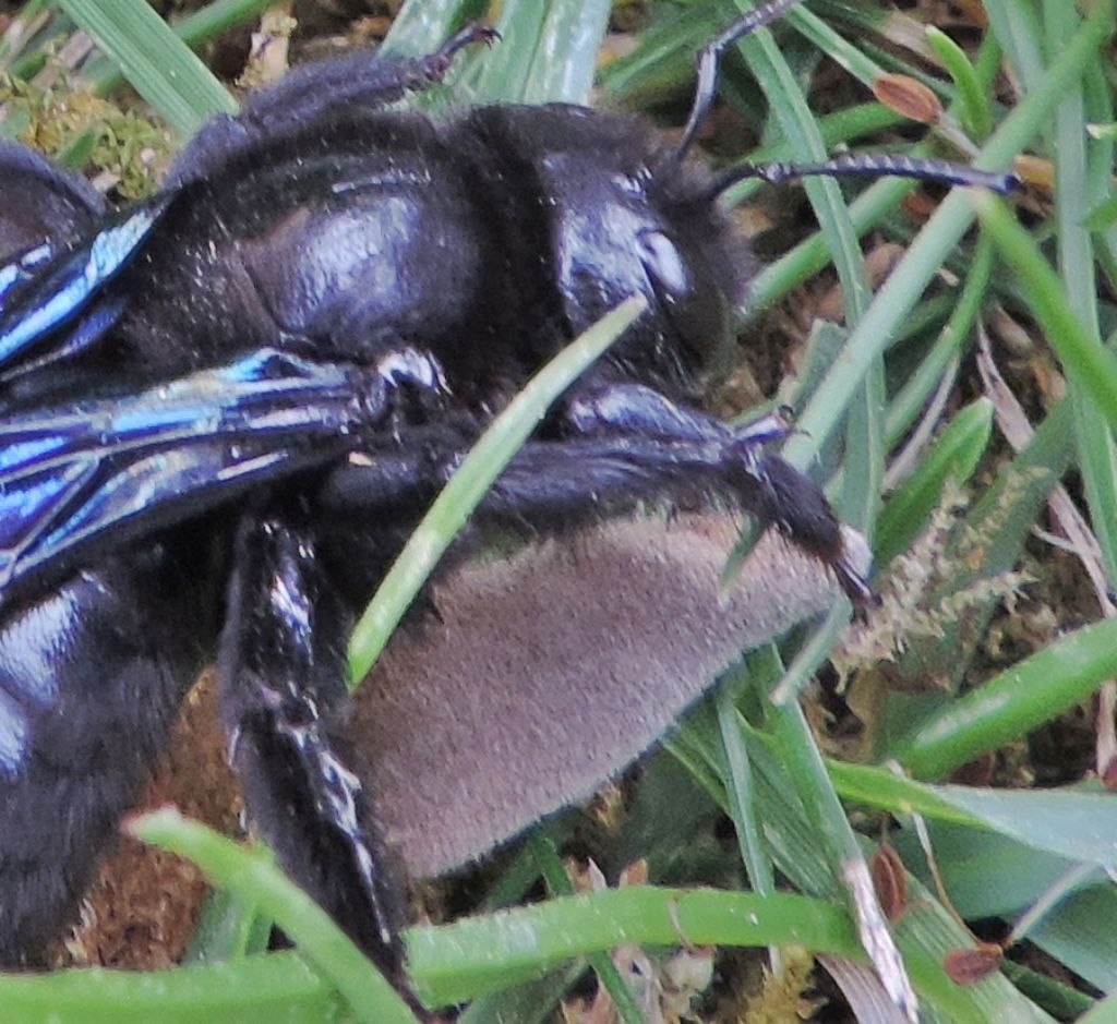 Calabrone in difficolt: No,  una Xilocopa sp., Apidae